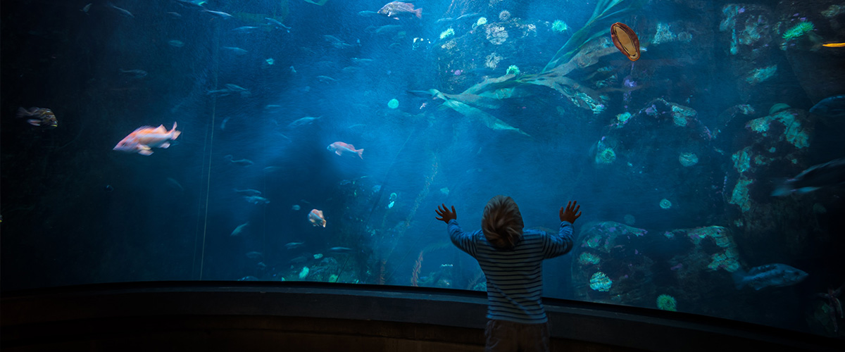 Little child looking at fish at an aquarium