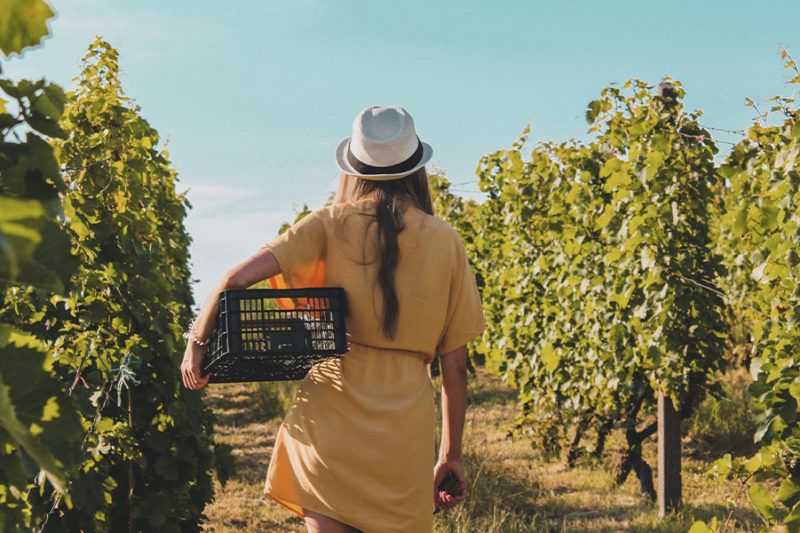 Girl walking through grape vineyards with hat on