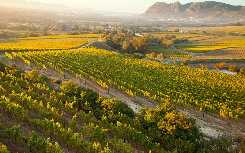 Constantia Helicopter Wine Tour