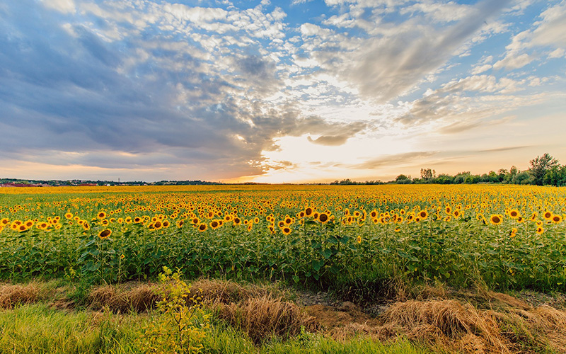 Sunflower field in Hungary