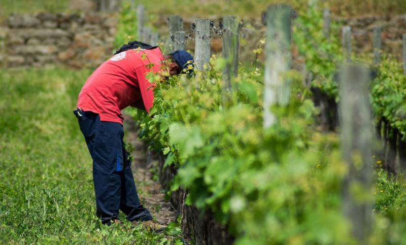 Man harvesting wine grapes in Portugal