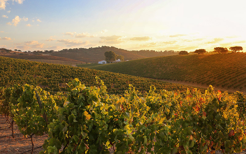 Vineyards of Alentejo Region in Portugal
