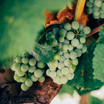 What Makes Wine Organic