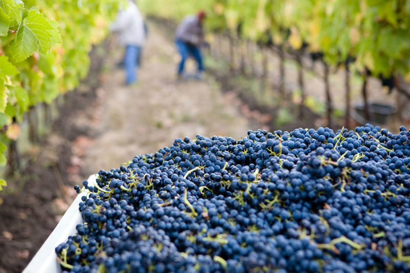 Harvested red grapes in crate